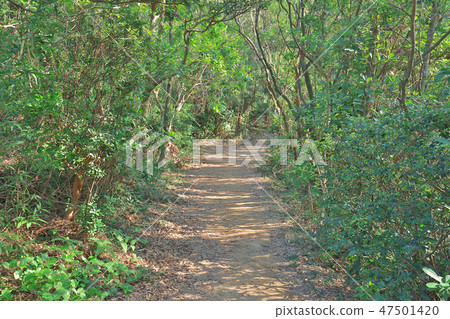 Hiking path to a High Junk Peak , hk Hiking path to a High Junk Peak , hk 47501420
