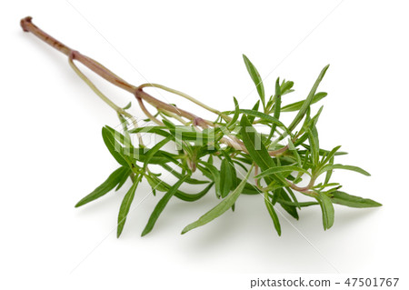 Fresh green thyme on white background Fresh green thyme on white background 47501767
