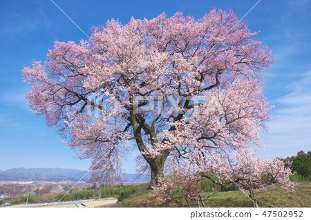 One cherry tree - cherry blossoms at Wanabi One cherry tree - cherry blossoms at Wanabi 47502952