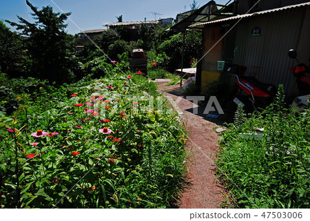 Clover, Garden, Plants 47503006