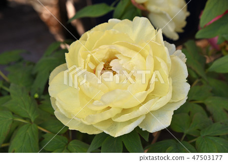 Fu Botan (crown) Fu Botan (crown) 47503177