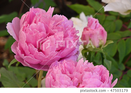 Fuyu button (saint) Fuyu button (saint) 47503179