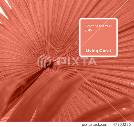 Living Coral color of the Year 2019. Leaves of palm tree with coral in trendy color 47503230