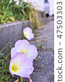 路邊的花 47503303