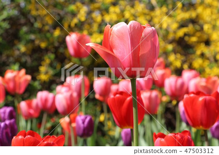 Red tulips bloomed in the garden 47503312