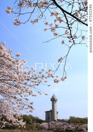 Owariasahashi city landscape in spring 47503340