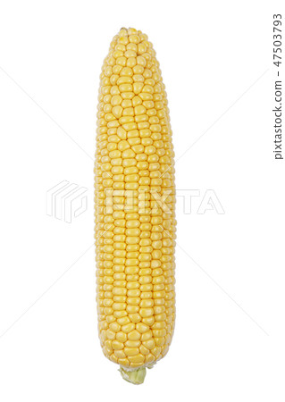 corn isolated on white background 47503793