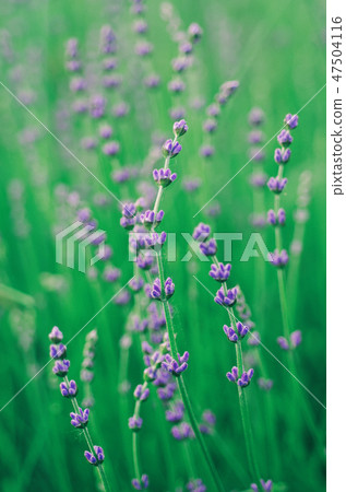 Lavender beautiful flowers Lavender beautiful flowers 47504116