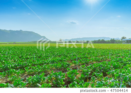 Scenery of chinese kale field in Kanchanaburi 47504414