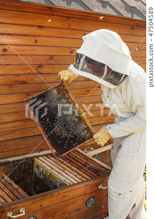 beekeeper pulls out from the hive a wooden frame  47504589