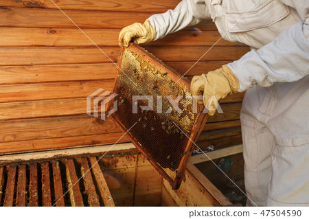 hands of beekeeper pulls out from the hive a wood hands of beekeeper pulls out from the hive a wood 47504590