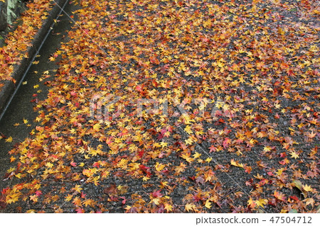 Autumn leaves ☆ ☆ * ☆ Maple ☆ * ☆ ☆ Autumn leaves ☆ ☆ * ☆ Maple ☆ * ☆ ☆ 47504712