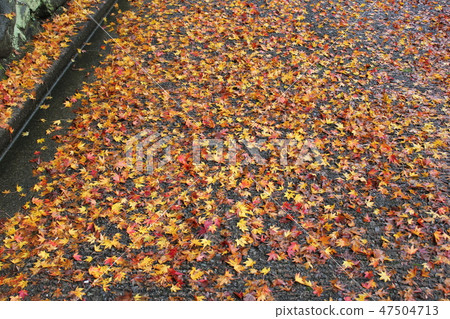 Autumn leaves ☆ ☆ * ☆ Maple ☆ * ☆ ☆ Autumn leaves ☆ ☆ * ☆ Maple ☆ * ☆ ☆ 47504713