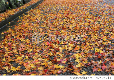 Autumn leaves ☆ ☆ * ☆ Maple ☆ * ☆ ☆ Autumn leaves ☆ ☆ * ☆ Maple ☆ * ☆ ☆ 47504714