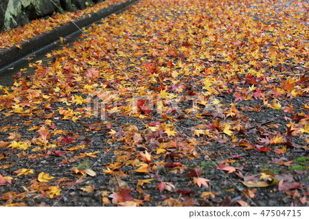Autumn leaves ☆ ☆ * ☆ Maple ☆ * ☆ ☆ Autumn leaves ☆ ☆ * ☆ Maple ☆ * ☆ ☆ 47504715