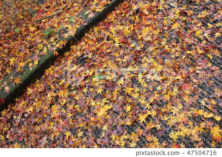 秋葉☆☆*☆楓葉☆*☆☆ 47504716