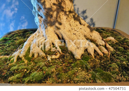 A bonsai 47504731