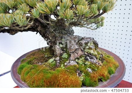 A bonsai A bonsai 47504733