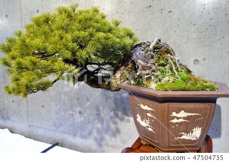 A bonsai 47504735