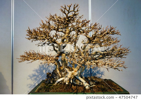 A bonsai 47504747