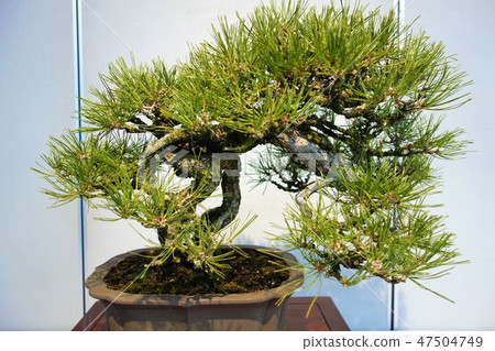 A bonsai A bonsai 47504749