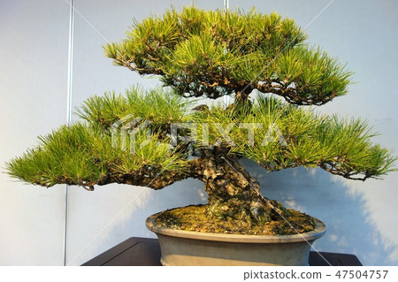 A bonsai 47504757