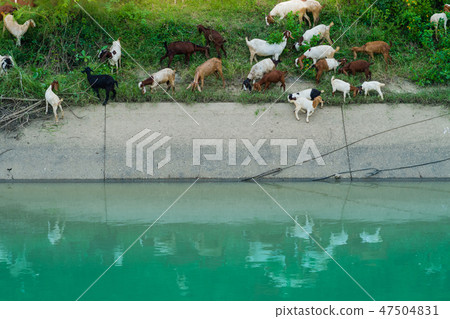 Herd of Goats walk to find eating 47504831