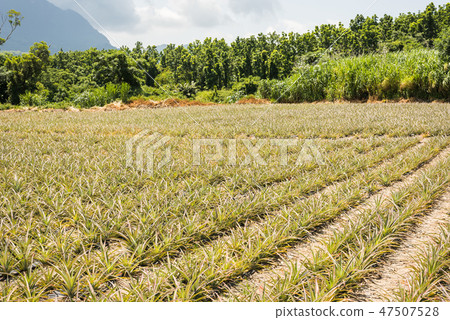 landscape of pineapple farm landscape of pineapple farm 47507528