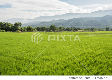 green paddy farm 47507530