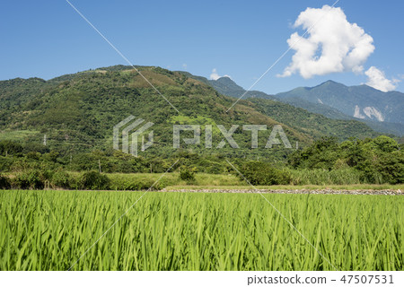 green paddy farm 47507531
