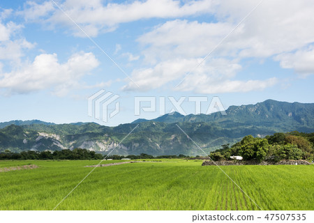 green paddy farm 47507535