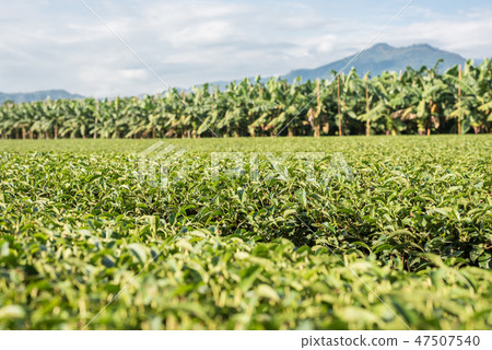 green tea farm 47507540