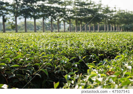green tea farm 47507541