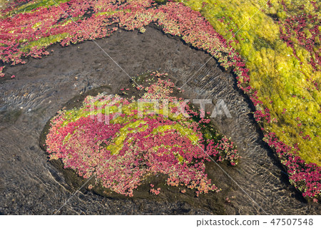 colorful red azolla 47507548