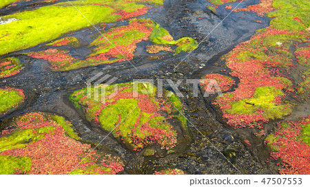 colorful red azolla 47507553