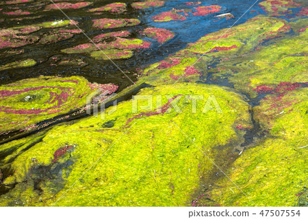 colorful red azolla 47507554