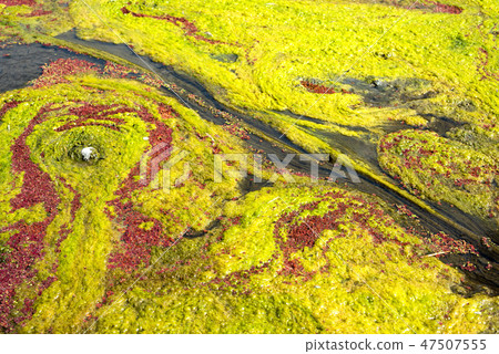 colorful red azolla 47507555