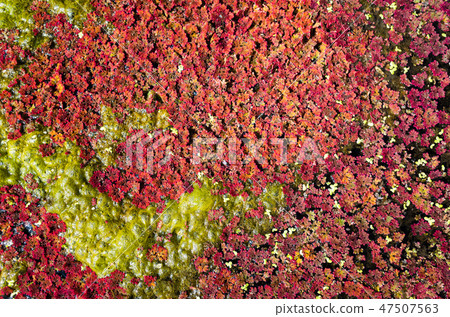 colorful red azolla 47507563