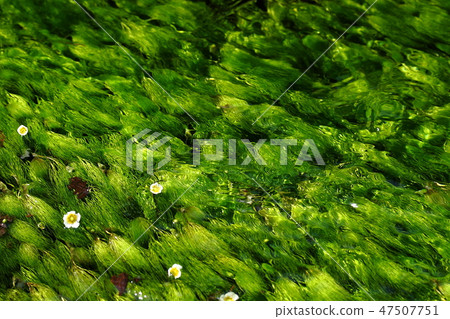 Clean flower seaweed algae 47507751