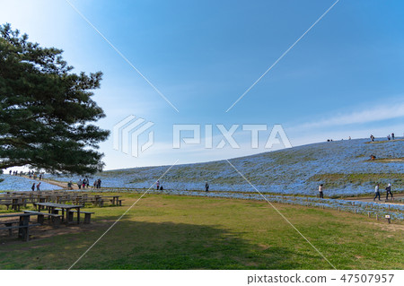 日立海濱公園 47507957