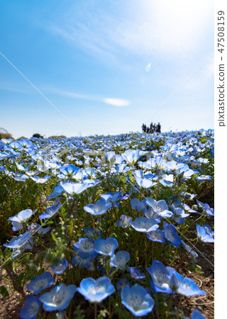 Nemophila Close-up State-run Hitachi Beach Park Ibaraki Prefecture 47508159