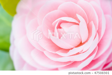Camellia flowers in full bloom Camellia flowers in full bloom 47508301