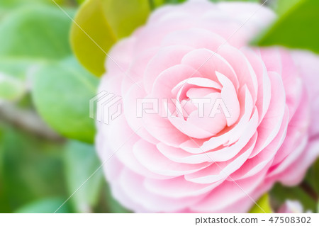 Camellia flowers in full bloom Camellia flowers in full bloom 47508302