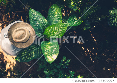 Dieffenbachia picta,planting trees in the garden Dieffenbachia picta,planting trees in the garden 47509097