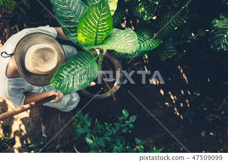Dieffenbachia picta,planting trees in the garden Dieffenbachia picta,planting trees in the garden 47509099