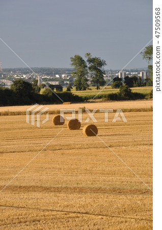Round straw bales in harvested fields Round straw bales in harvested fields 47509568