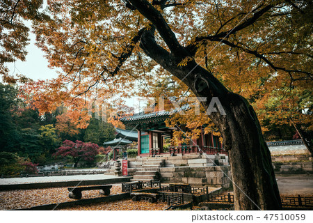 在Changdeok宮殿電影大廳的秋天 在Changdeok宮殿電影大廳的秋天 47510059