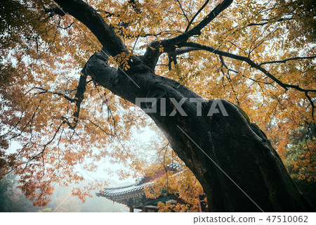 在Changdeok宮殿電影大廳前面的Zelkova樹 在Changdeok宮殿電影大廳前面的Zelkova樹 47510062