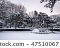 Snow-fallen nursery grass and juniper 47510067