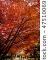 Maple leaves 47510069